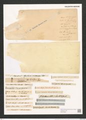 Surirella biseriata (Ehr.) Breb. (de-Toni-Nr.: Genus 53, Species 2216) Zeichnungen Sammlung Grunow (NHMW-BOT-W0372680)